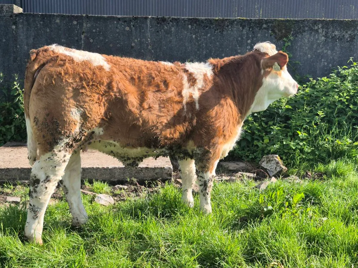 FULLY POLLED SIMMENTAL BULLS AND HEIFERS - Image 2