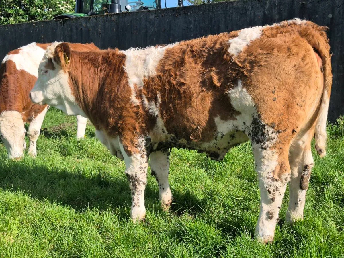 FULLY POLLED SIMMENTAL BULLS AND HEIFERS - Image 3