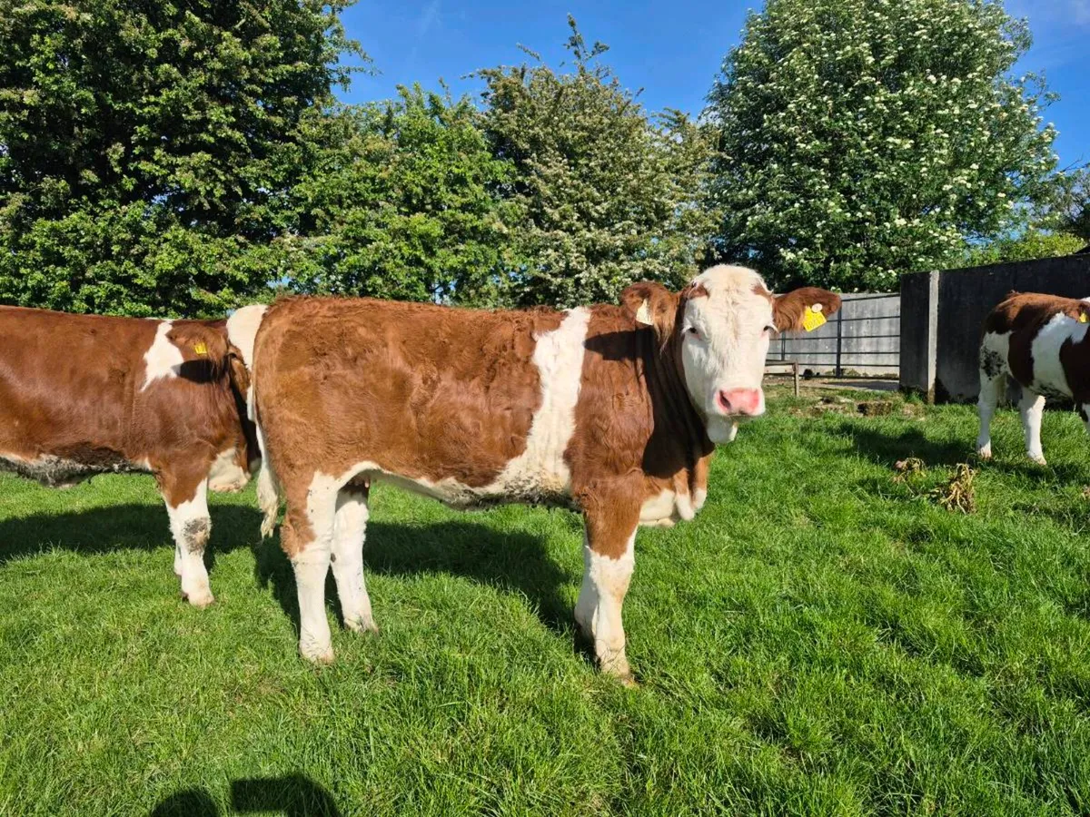 FULLY POLLED SIMMENTAL BULLS AND HEIFERS - Image 4