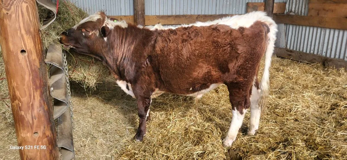 IRISH MOILED pedigree Bull. - Image 1