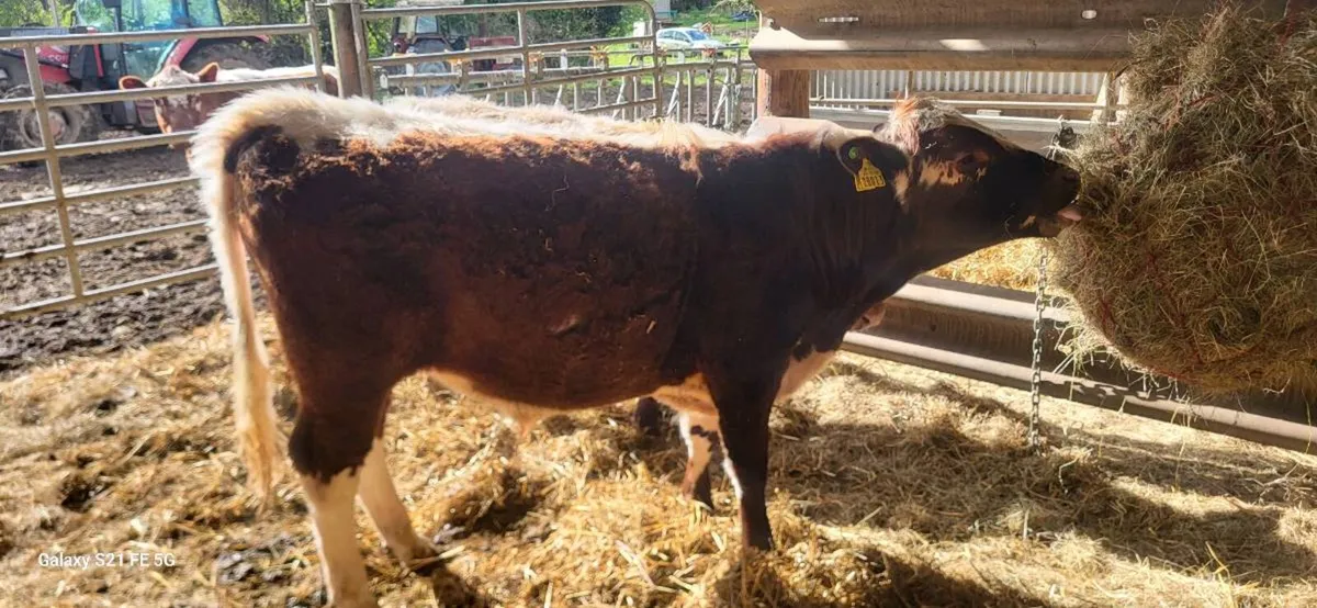 IRISH MOILED pedigree Bull. - Image 2