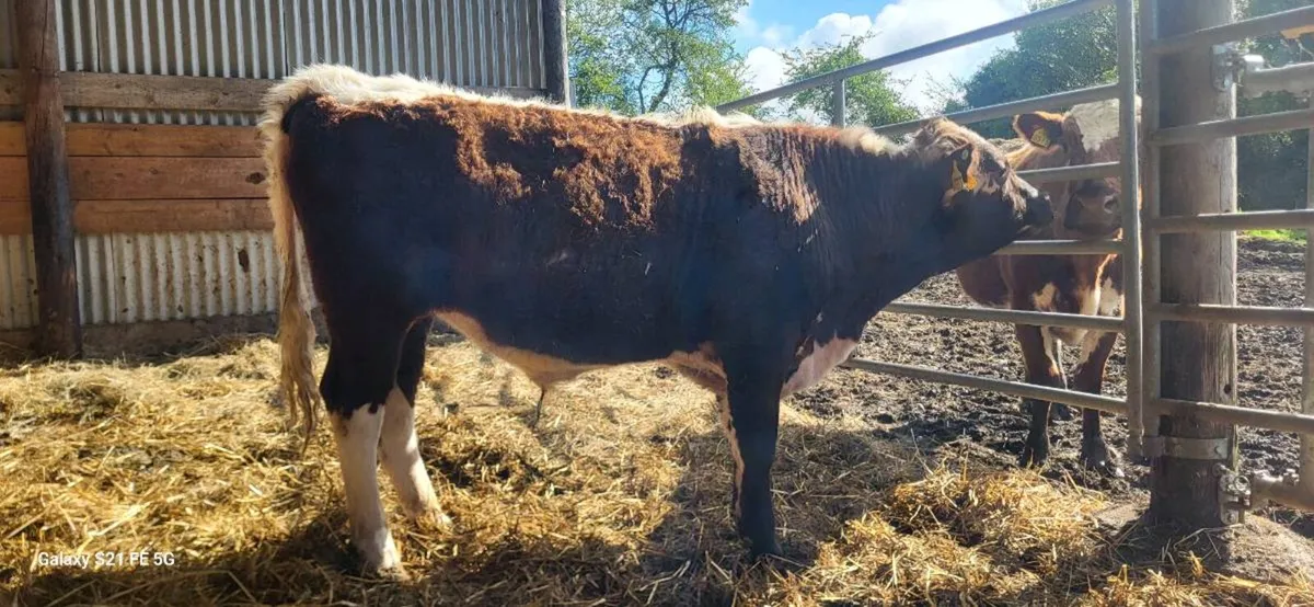 IRISH MOILED pedigree Bull. - Image 3