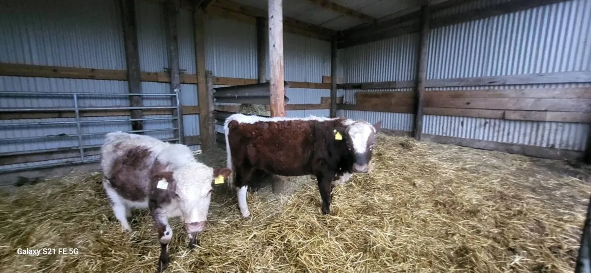 IRISH MOILED pedigree Bull. - Image 4