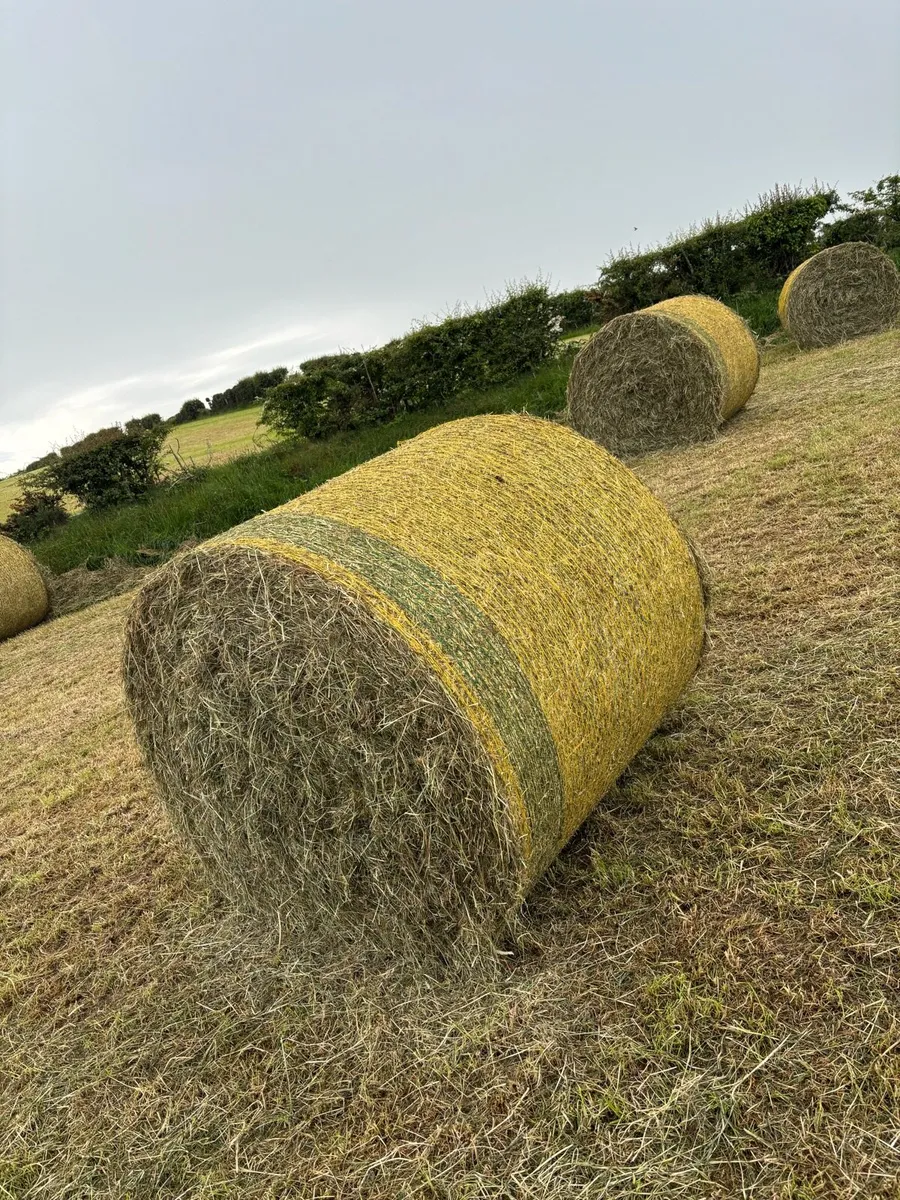 May Hay for sale - Image 1
