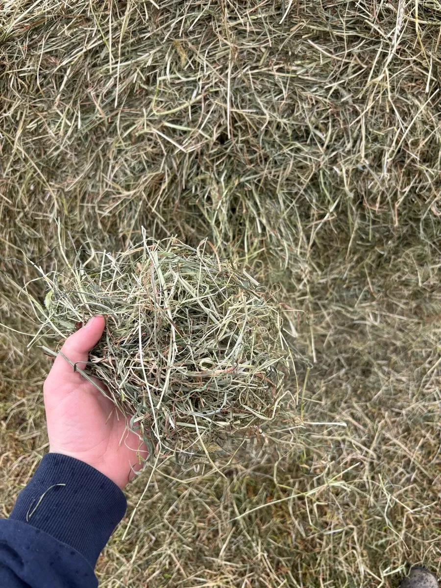 May Hay for sale - Image 2