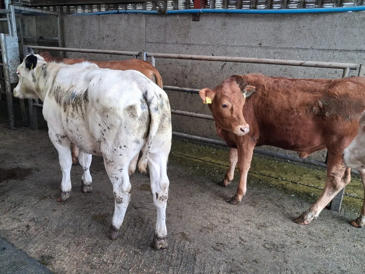 Beef Cattle - Image 1