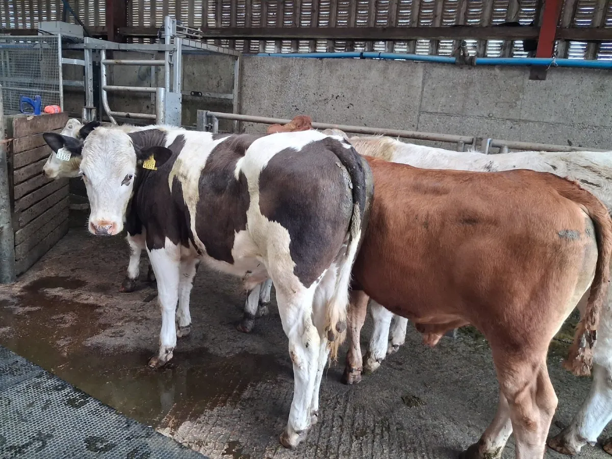 Beef Cattle - Image 2