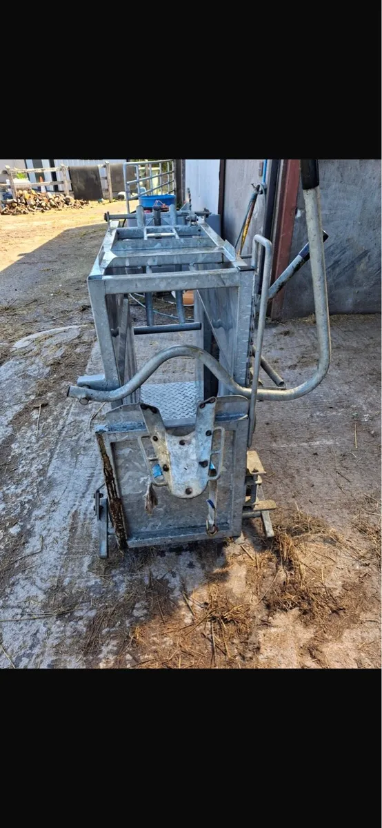 Calf dehorning crate - Image 3