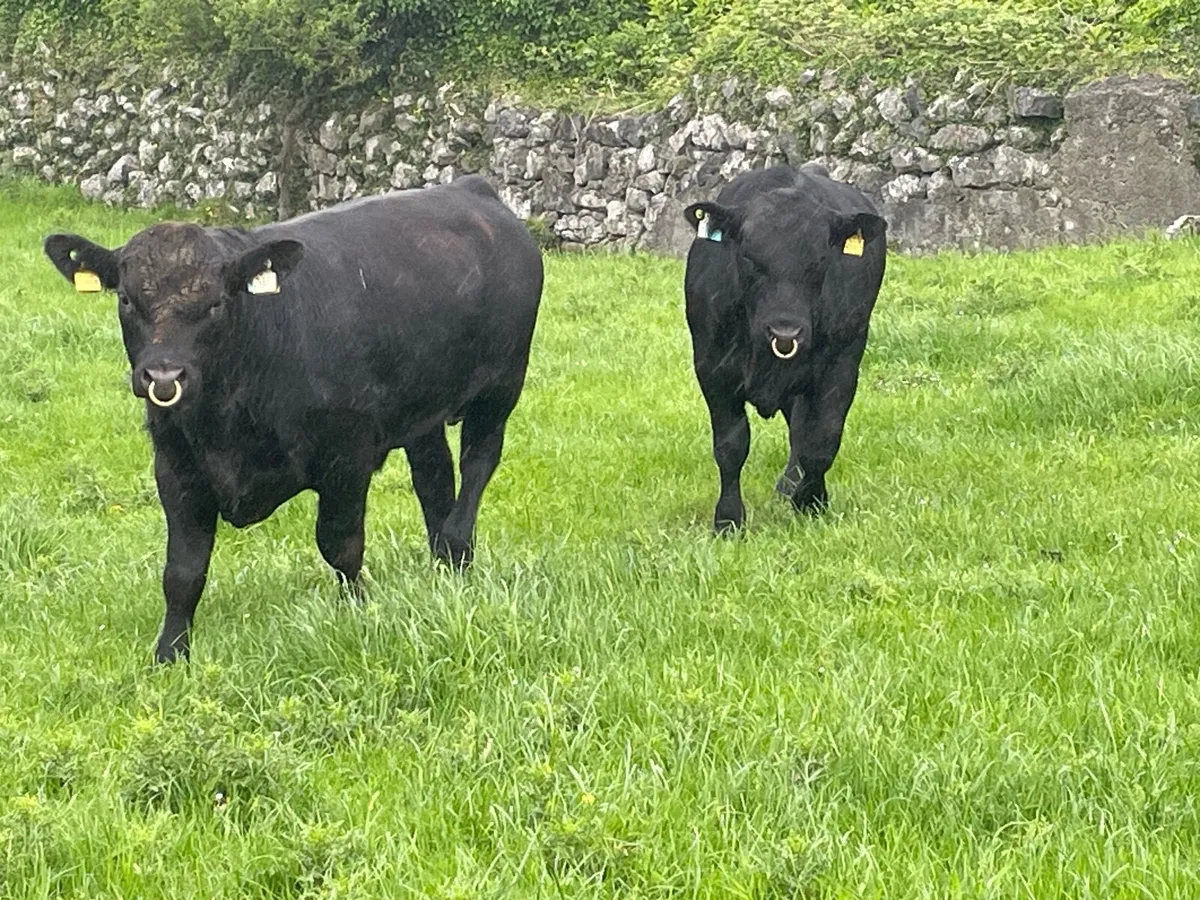 Aberdeen Angus Bull - Image 2