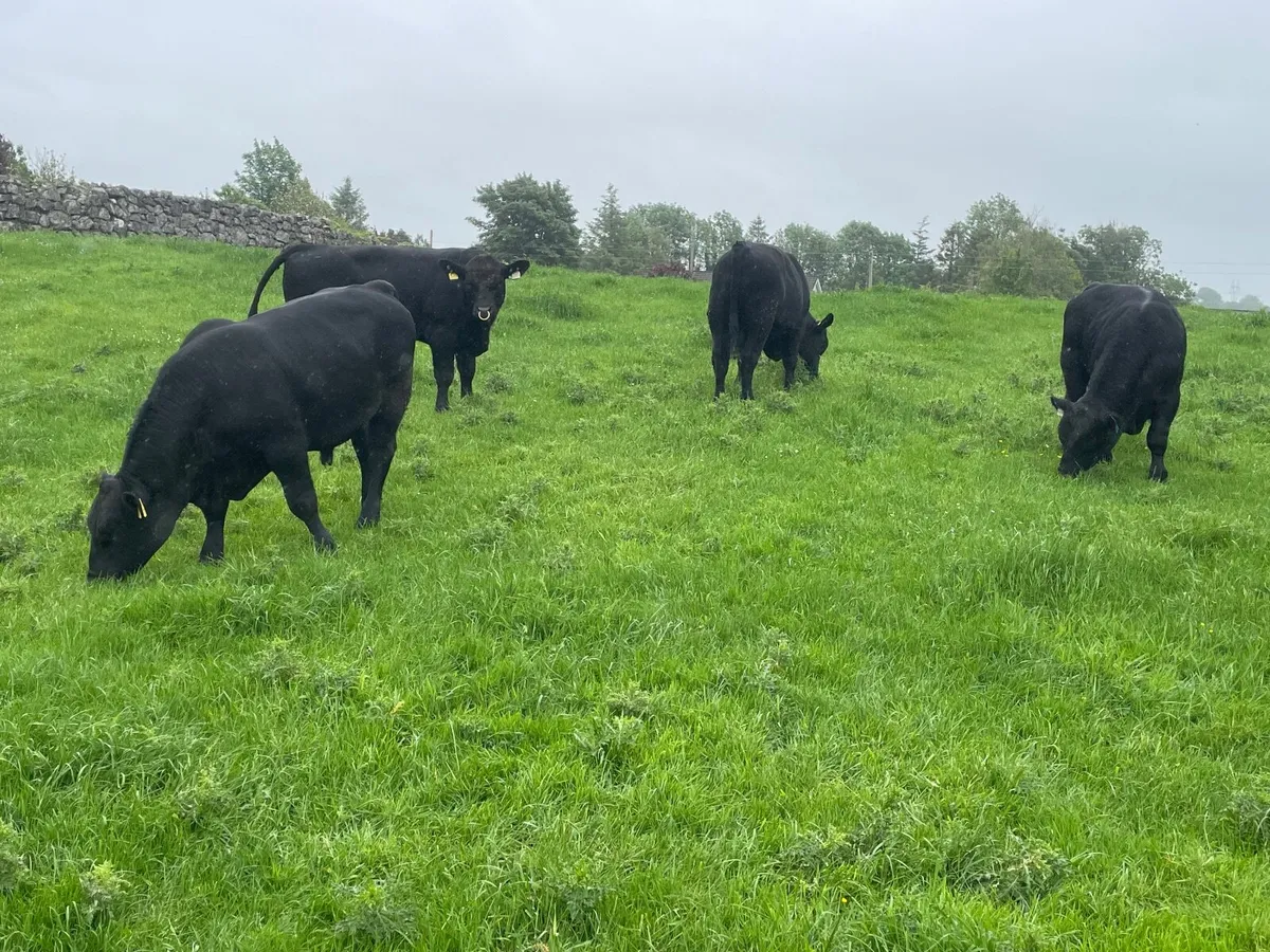 Aberdeen Angus Bull - Image 3