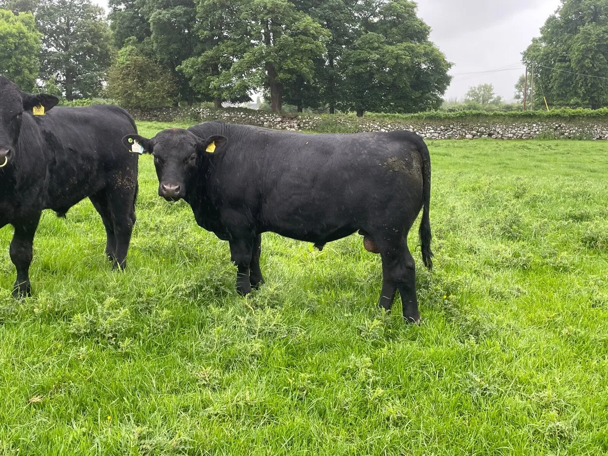 Aberdeen Angus Bull - Image 4