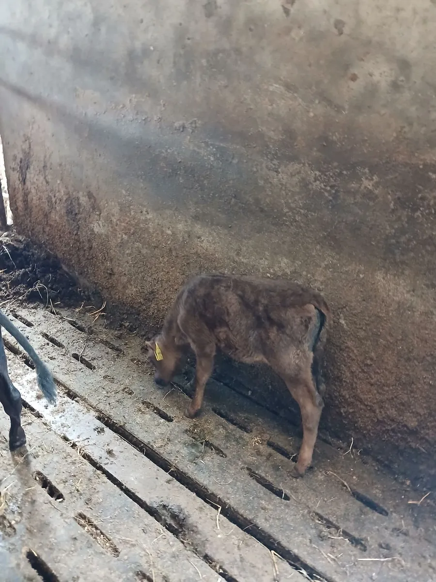COW - Image 1