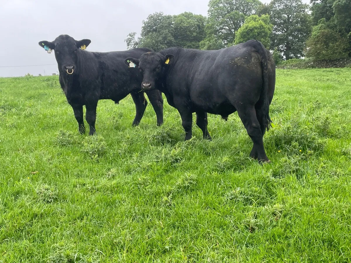 Aberdeen Angus Bull - Image 1