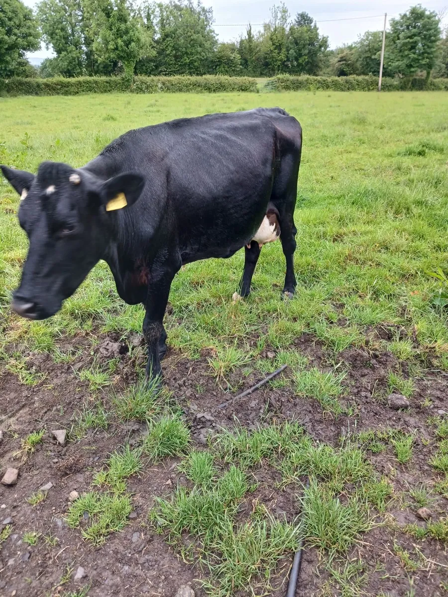 COW - Image 2