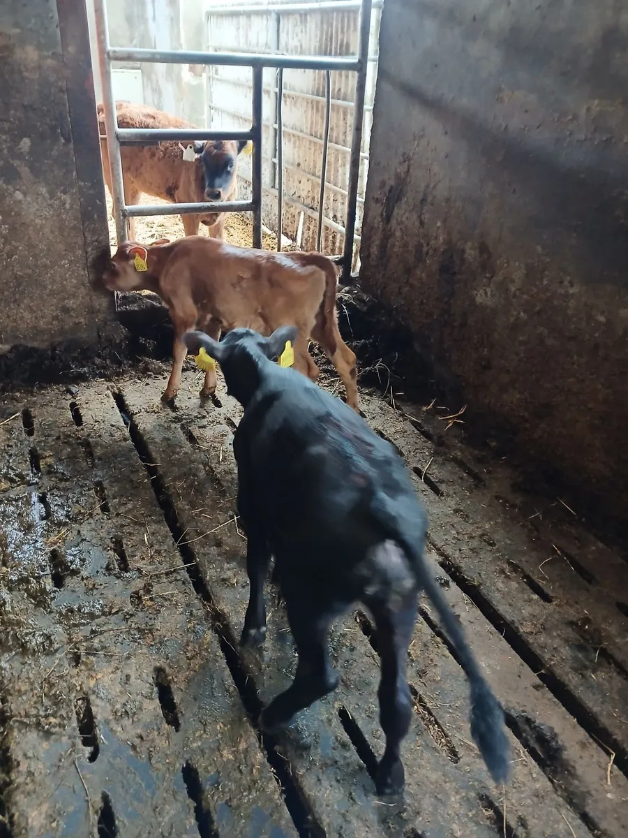 COW - Image 3