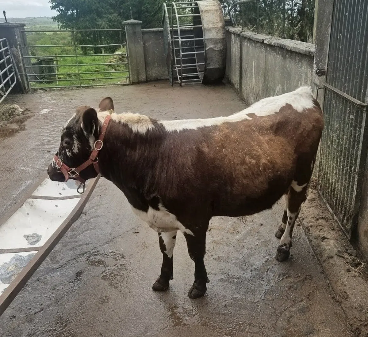 IRISH MOILED PEDIGREE BULL - Image 2