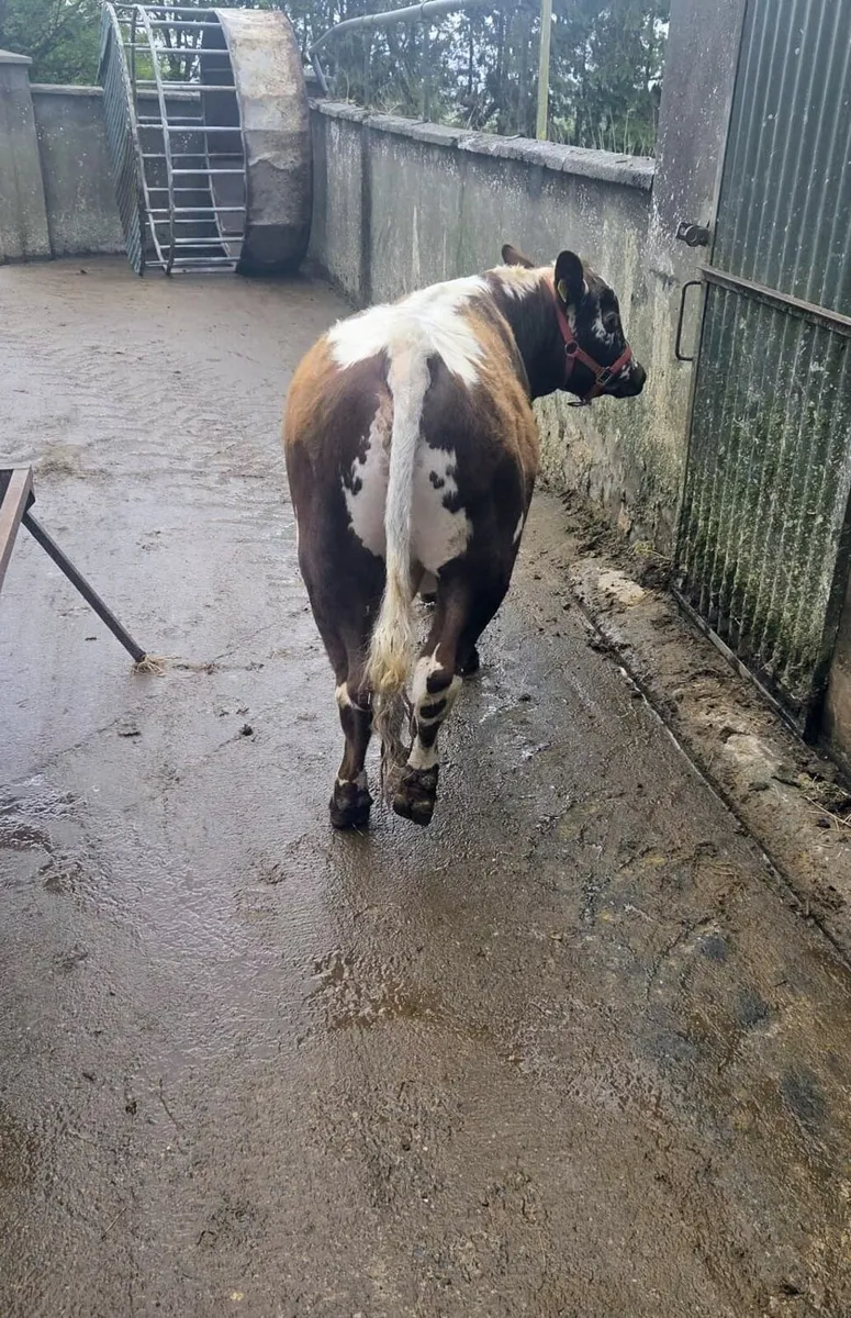 IRISH MOILED PEDIGREE BULL - Image 3