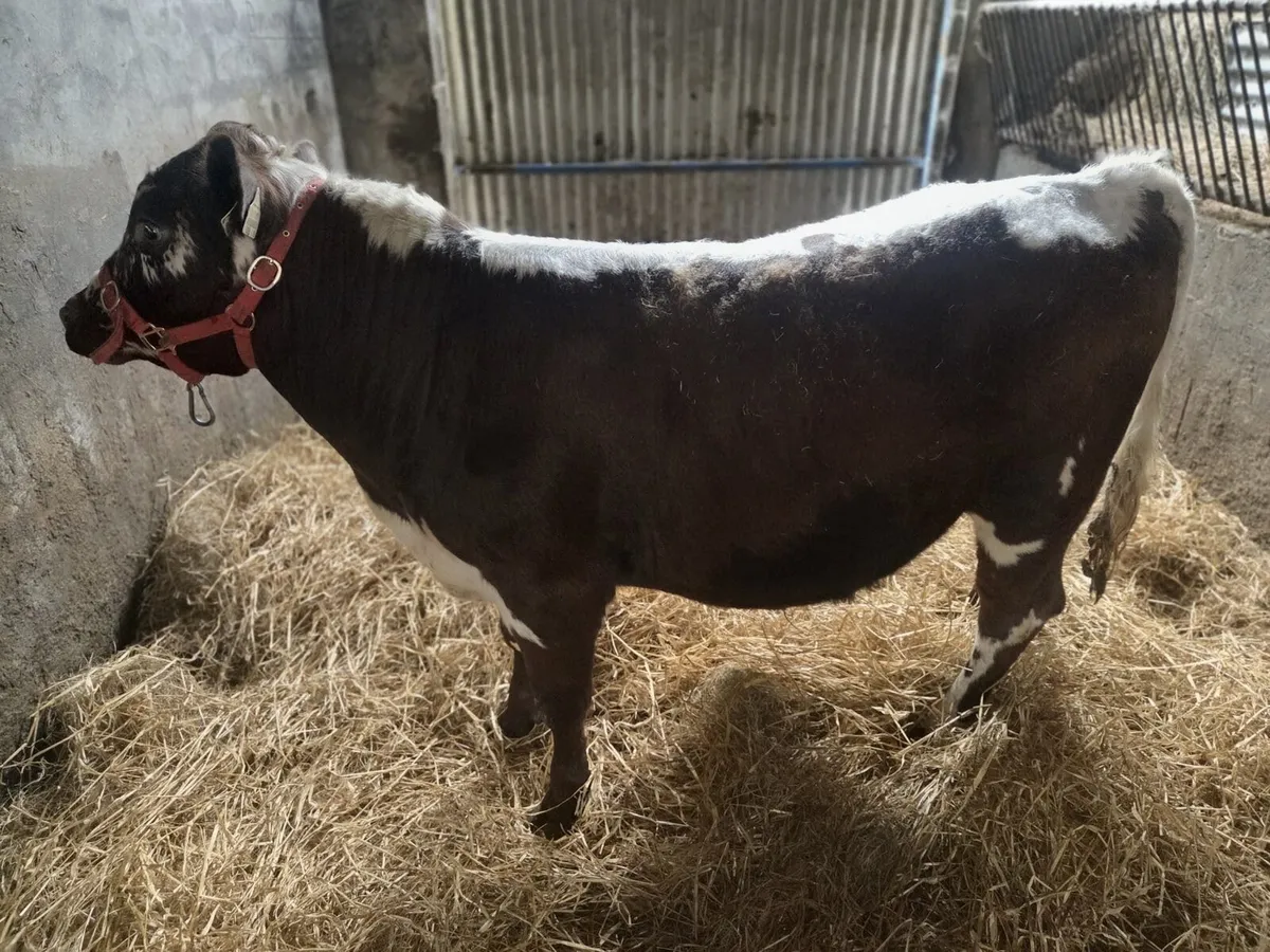 IRISH MOILED PEDIGREE BULL - Image 4