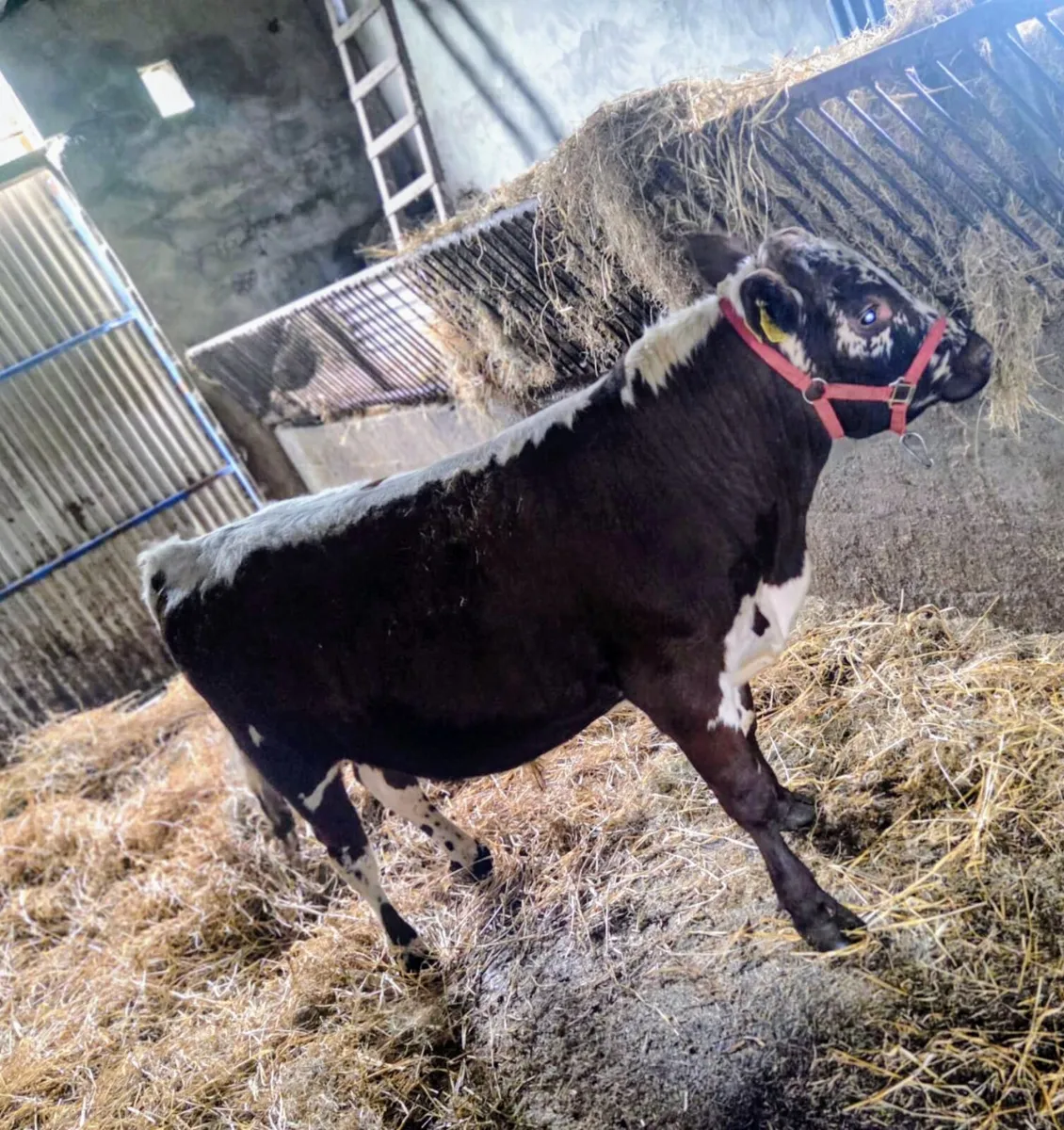 IRISH MOILED PEDIGREE BULL - Image 1