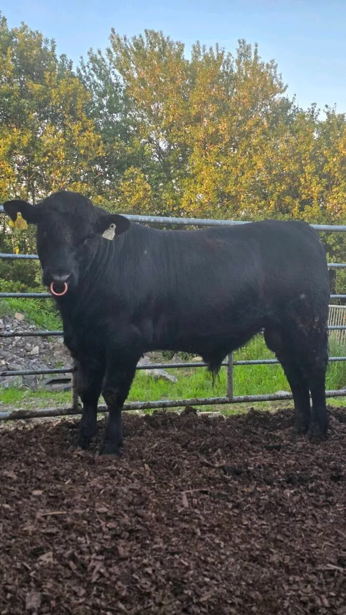 Aberdeen Angus Bulls - Image 1