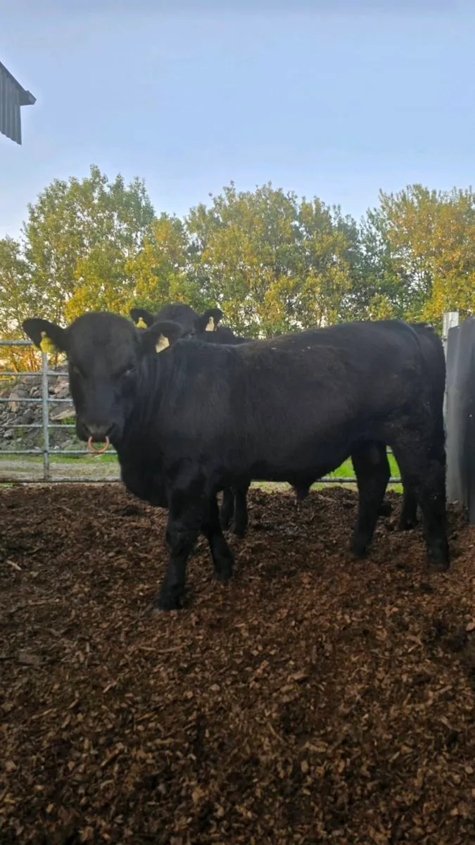 Aberdeen Angus Bulls - Image 2
