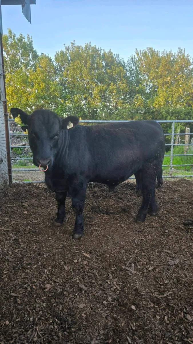 Aberdeen Angus Bulls - Image 3