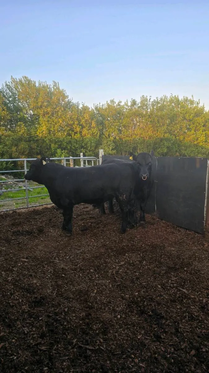 Aberdeen Angus Bulls - Image 4
