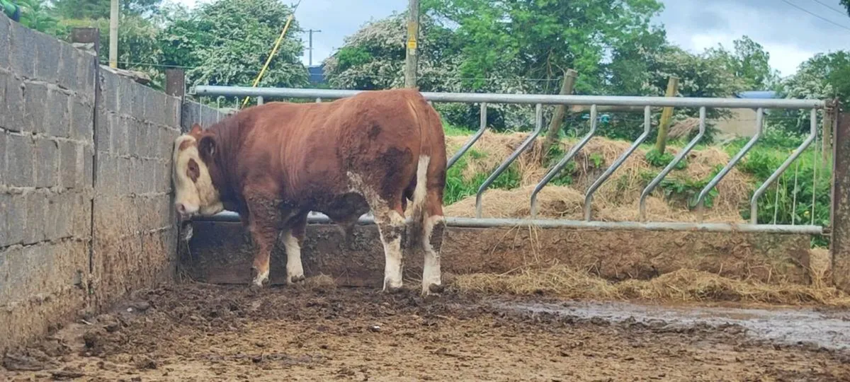 Top quality simmental bull for sale - Image 2