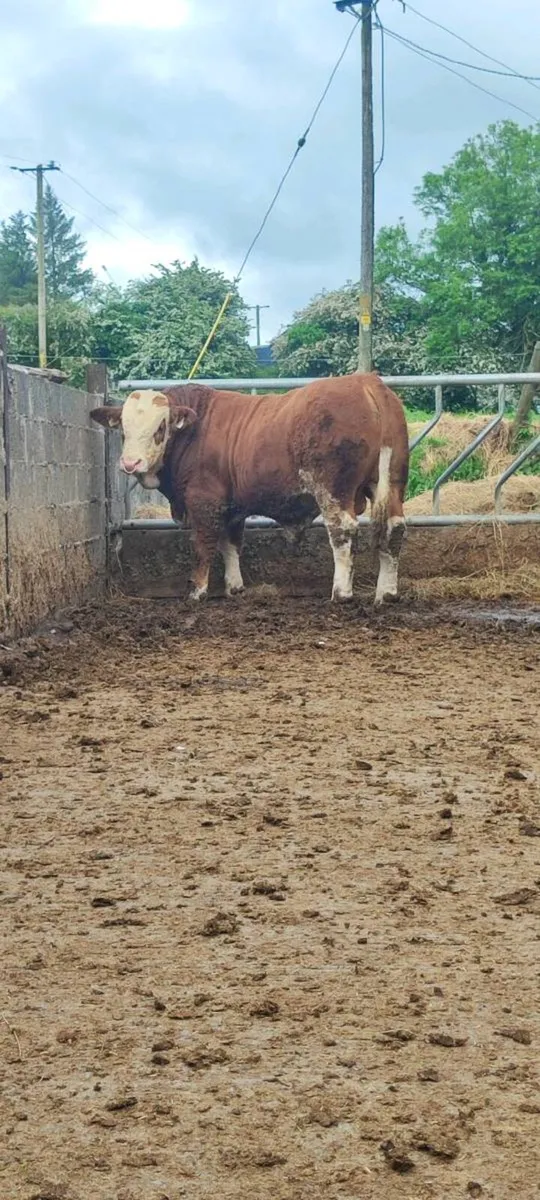 Top quality simmental bull for sale - Image 3