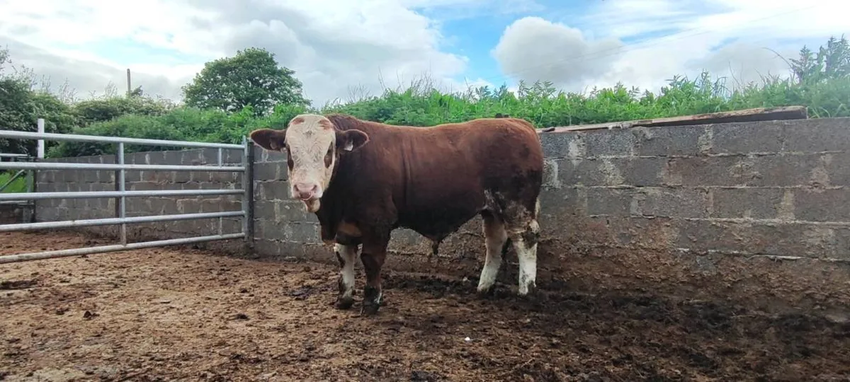 Top quality simmental bull for sale - Image 1