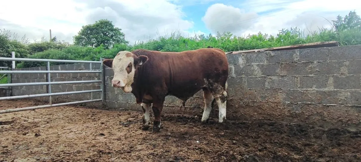 Top quality simmental bull for sale - Image 4