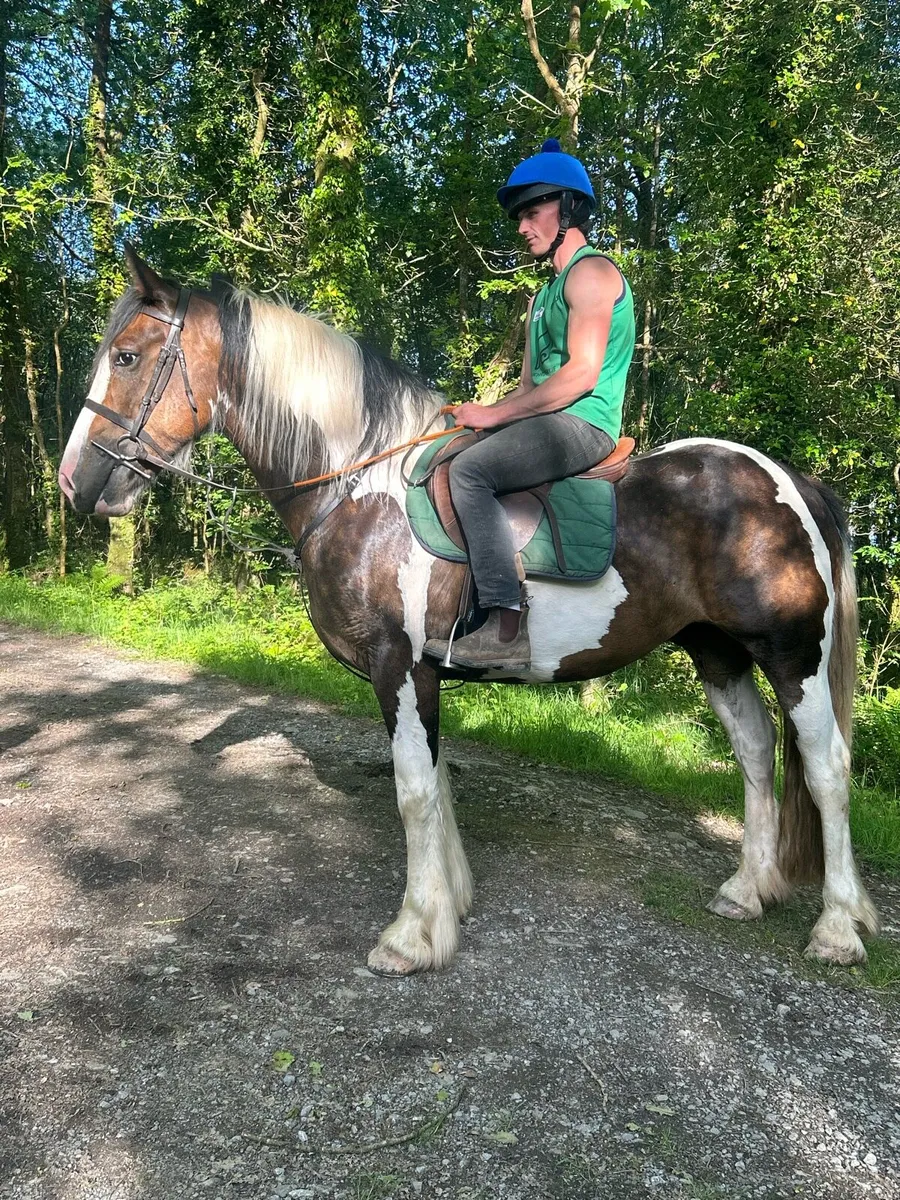 4 year old gelding - Image 1