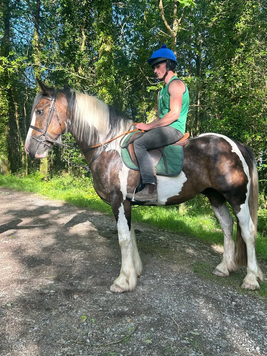 4 year old gelding - Image 2