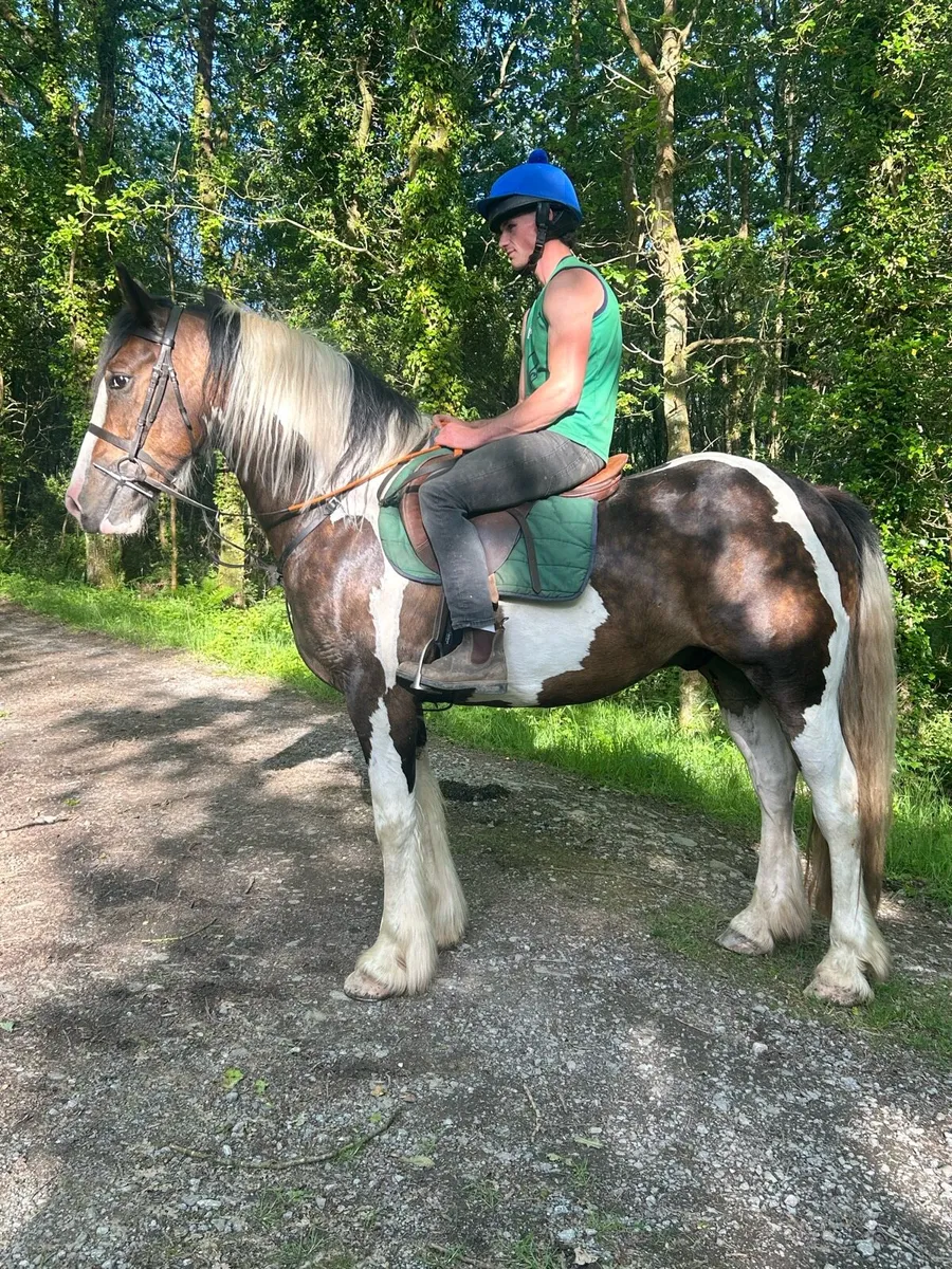 4 year old gelding - Image 3
