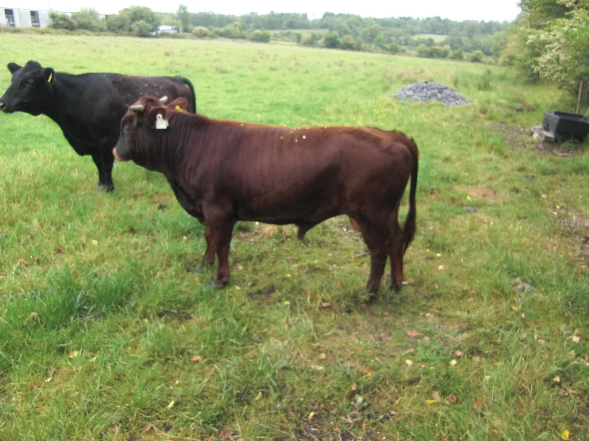 Dexter Bull - Image 2