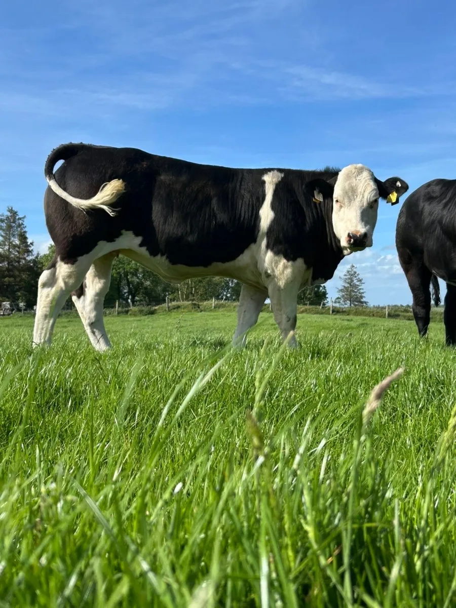 ⭐️Top Quality Weanling Heifers⭐️ - Image 2