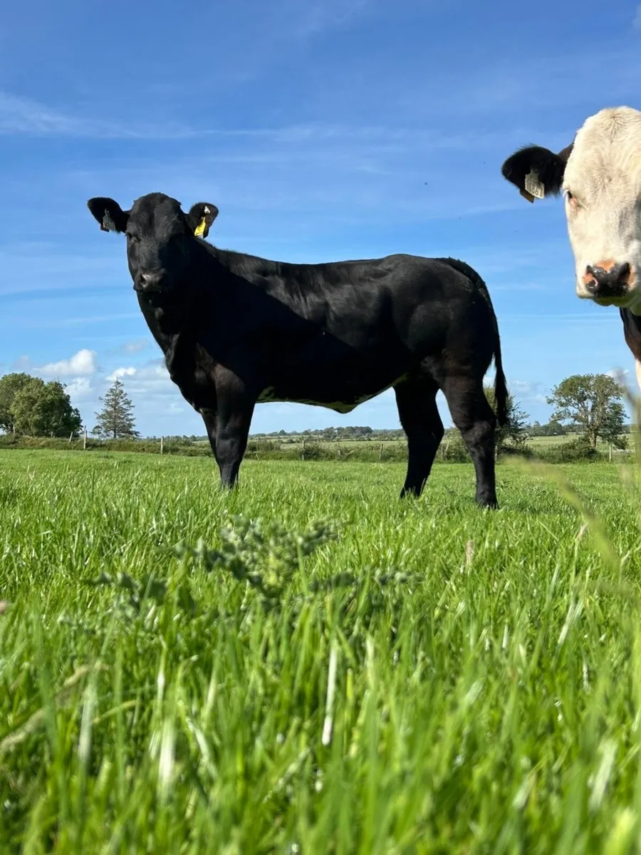 ⭐️Top Quality Weanling Heifers⭐️ - Image 3