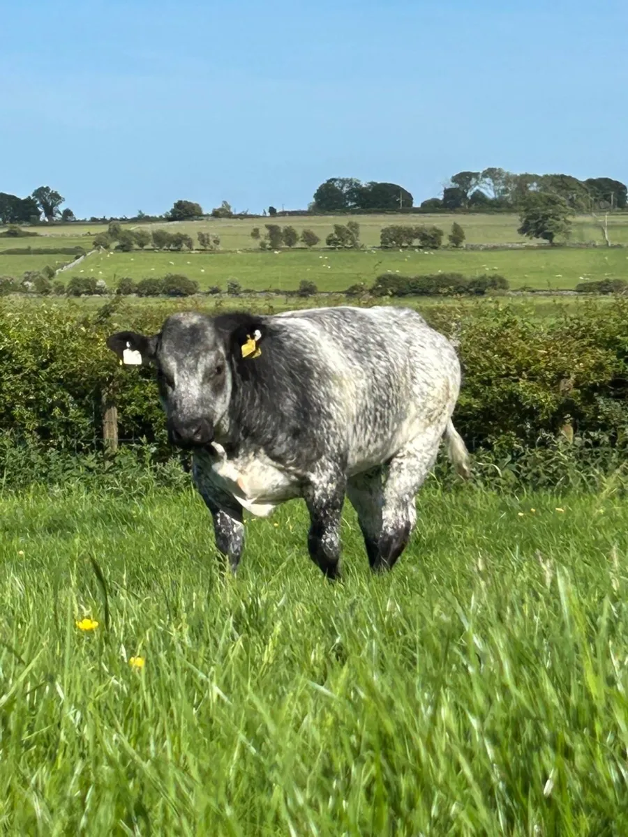 ⭐️Top Quality Weanling Heifers⭐️ - Image 4