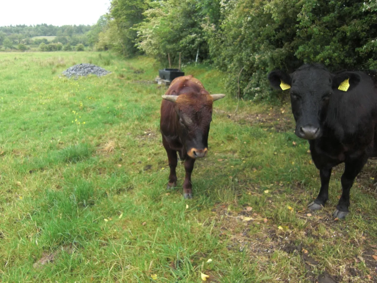 Dexter Bull - Image 4