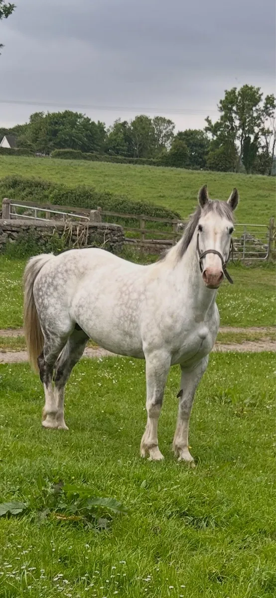 Horse - Image 1