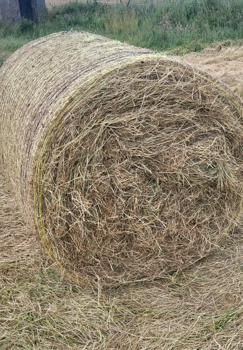 Hay - Image 3