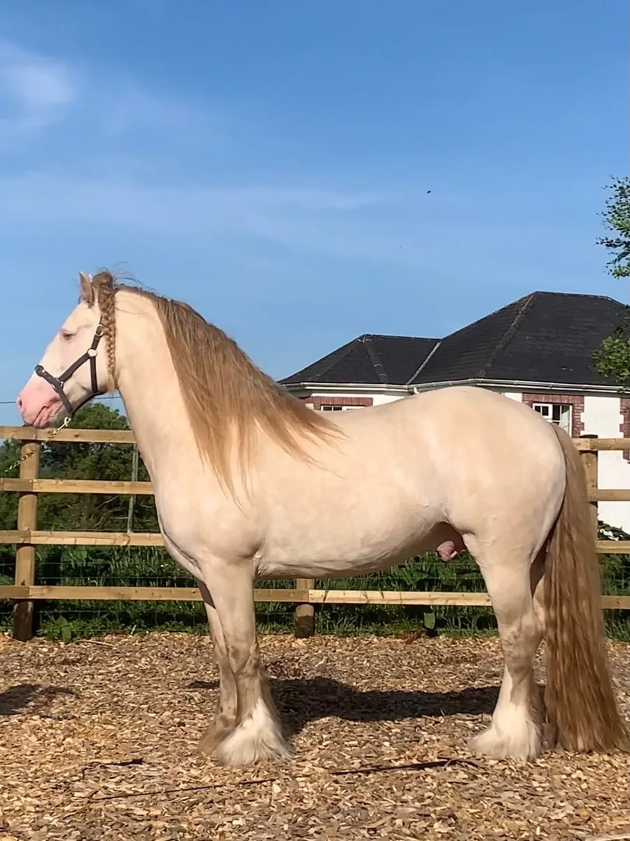16.1hh Cremello Stallion, Registered. - Image 1