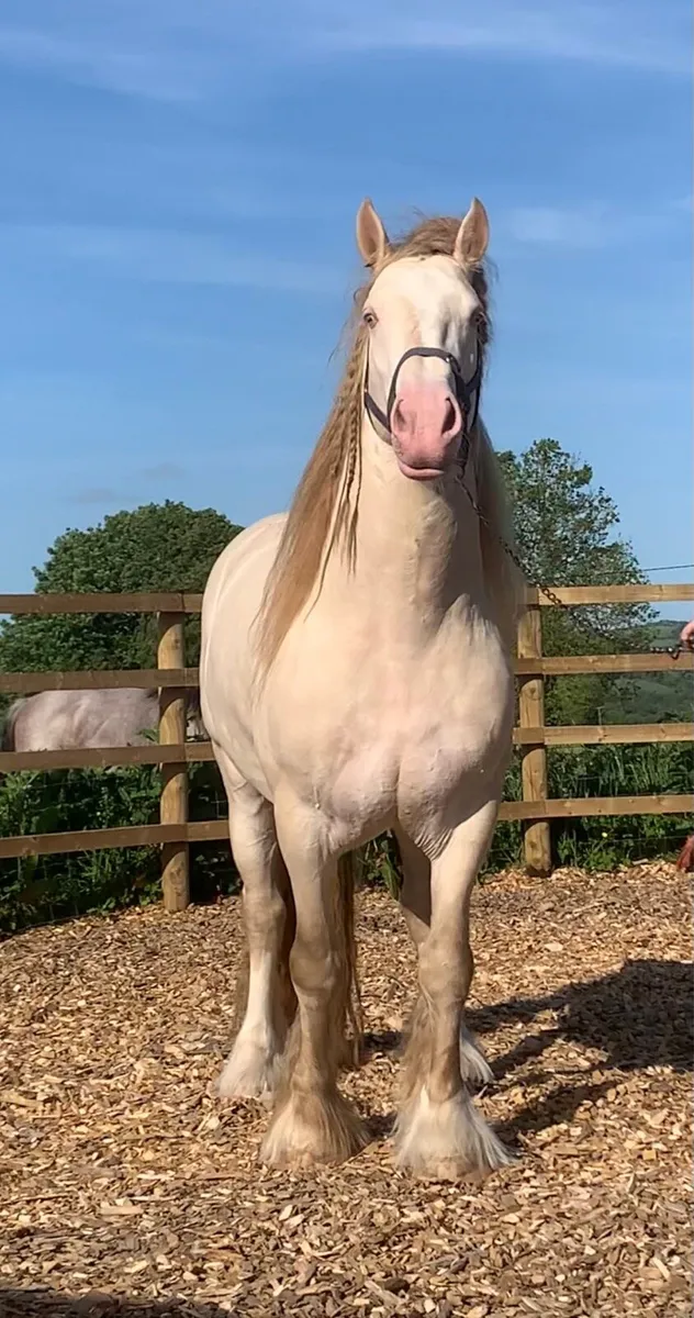 16.1hh Cremello Stallion, Registered. - Image 2