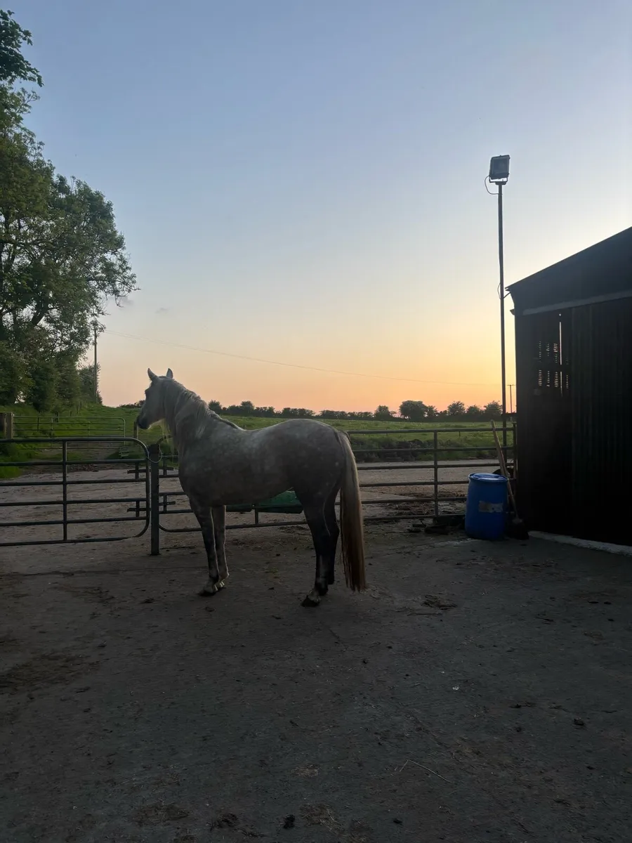 Filly 4 year old - Image 1
