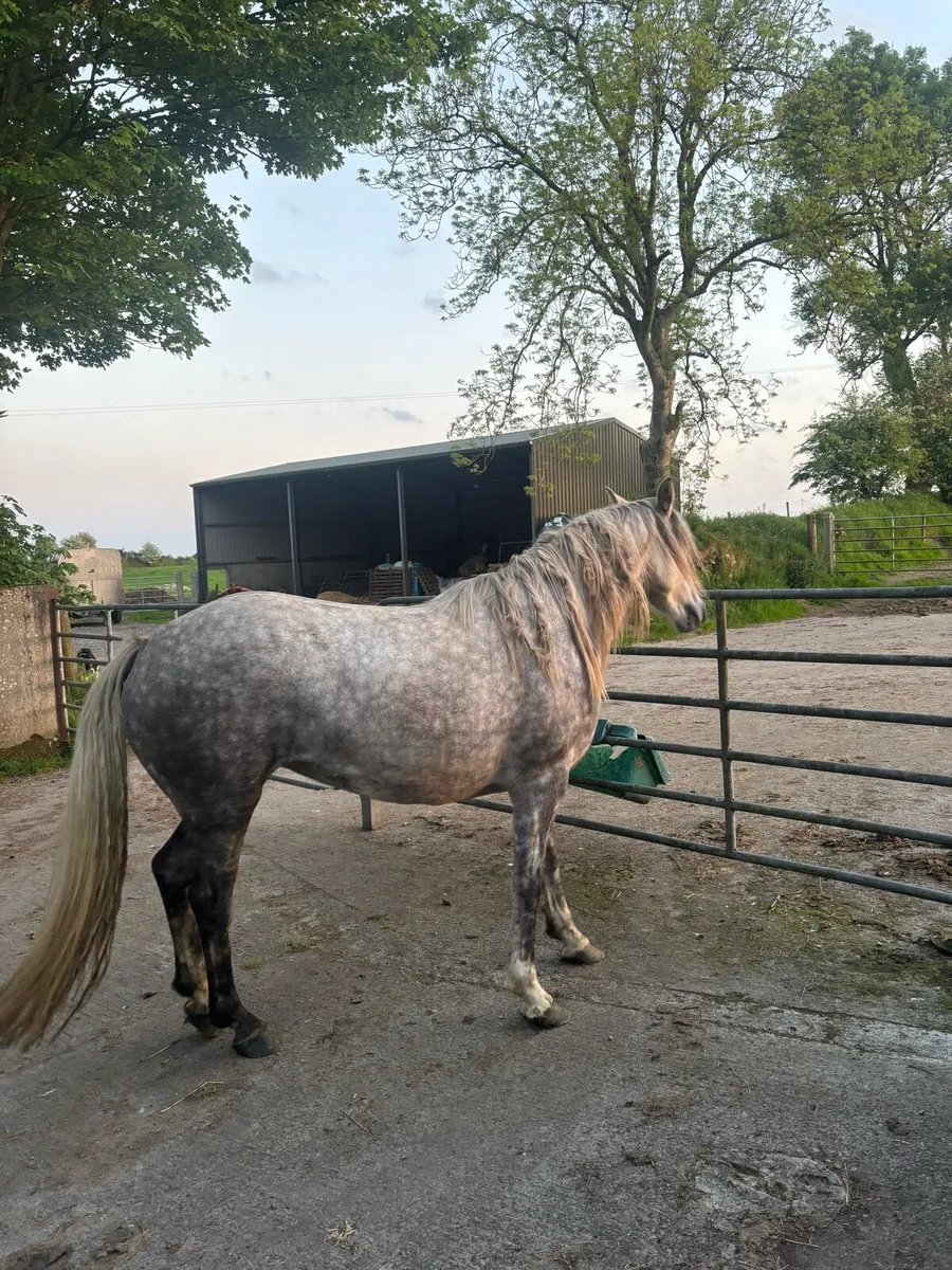 Filly 4 year old - Image 2