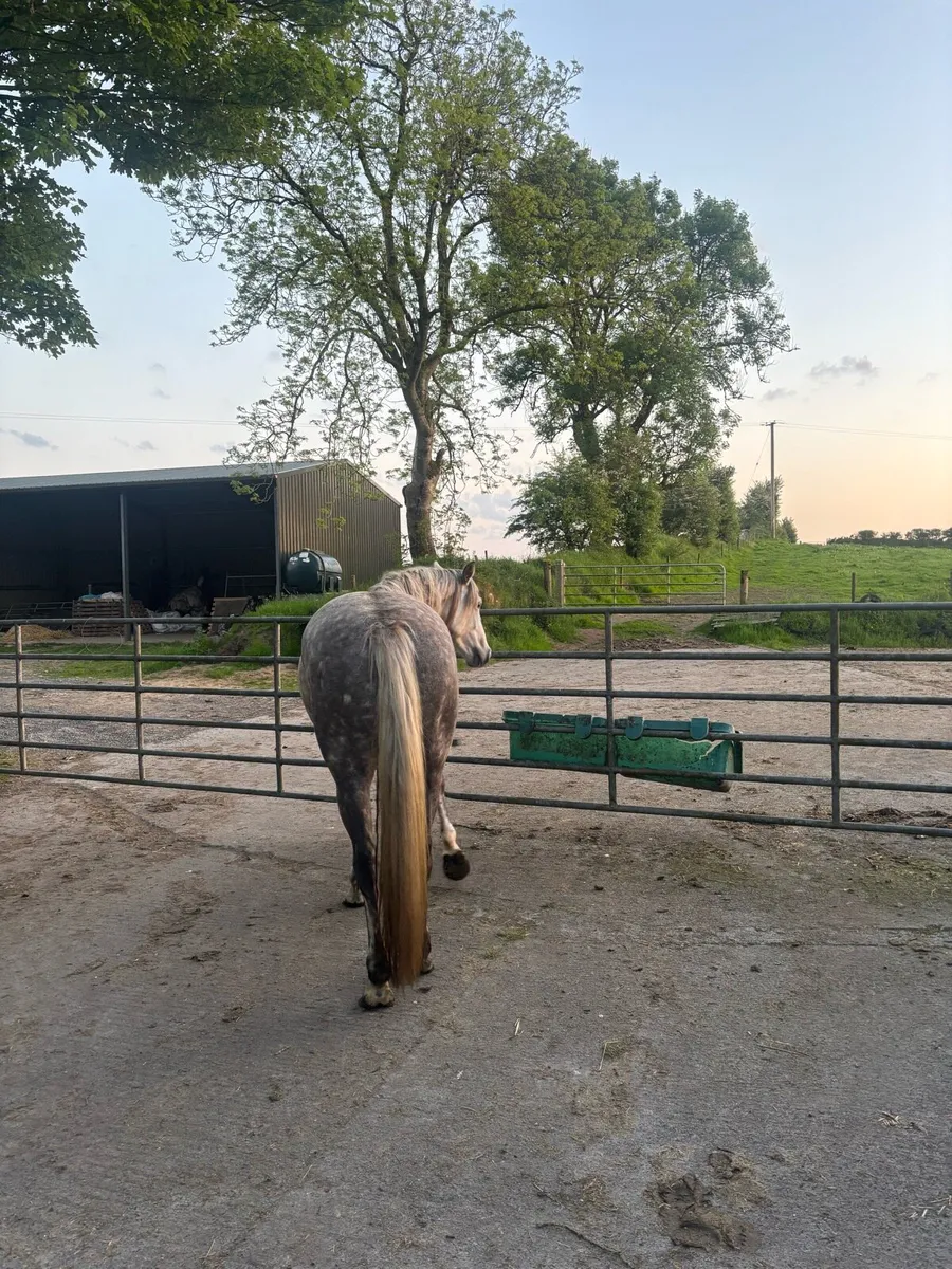 Filly 4 year old - Image 3