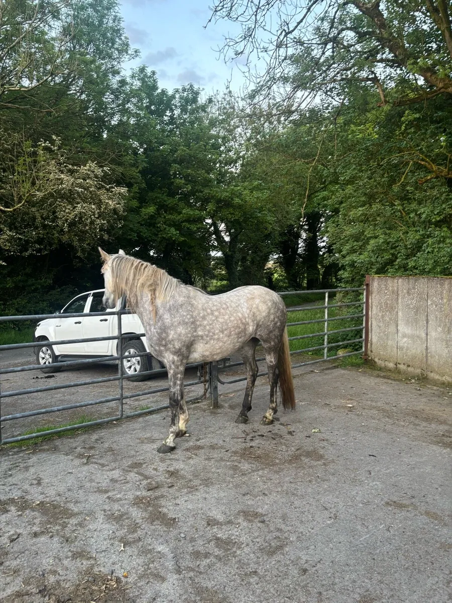 Filly 4 year old - Image 4