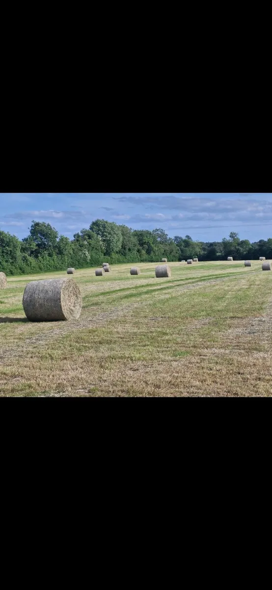 Hay for sale - Image 1