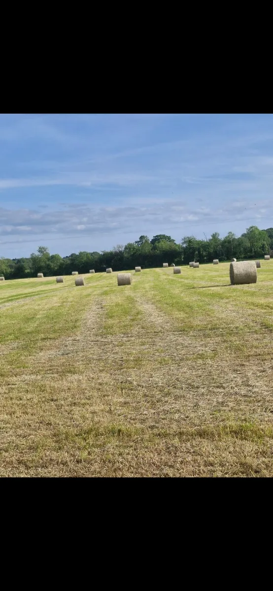 Hay for sale - Image 2