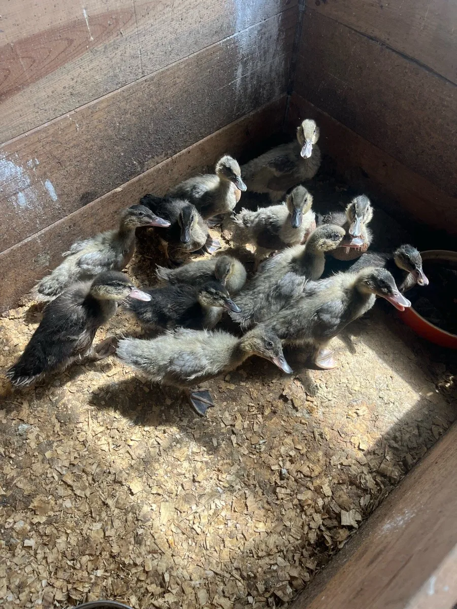 Poultry - Image 1